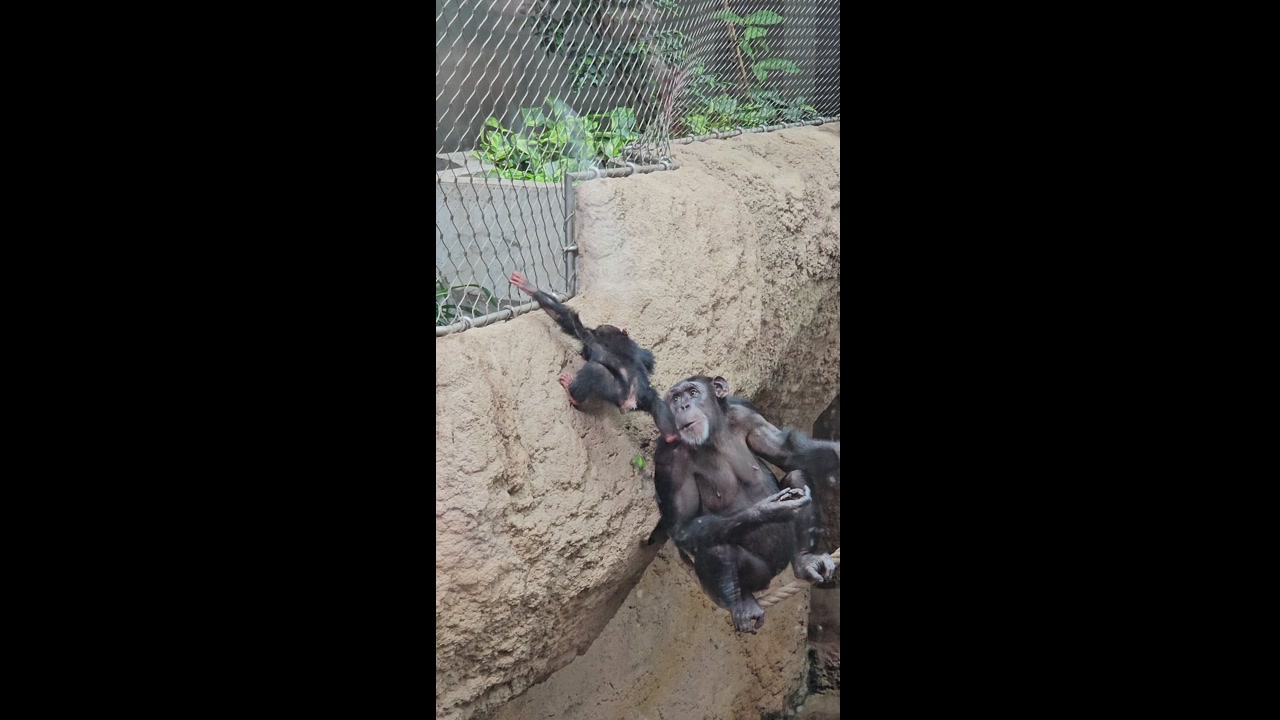 Video 1. 9. 2024 12:11
