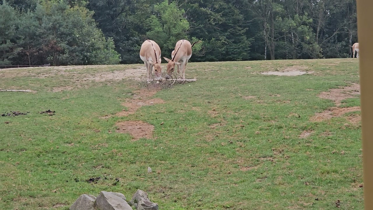 Video 1. 9. 2024 12:38