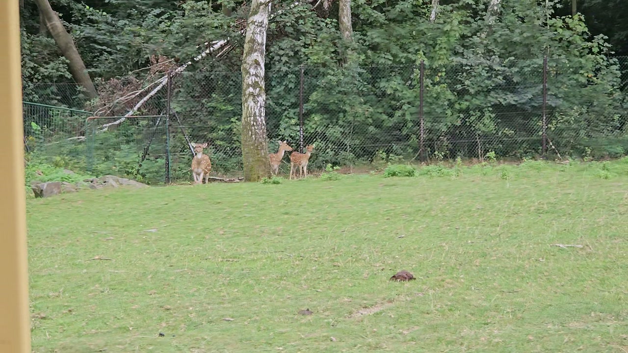 Video 1. 9. 2024 12:44