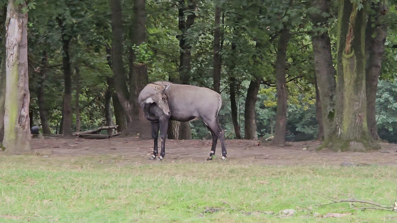 Video 1. 9. 2024 12:46