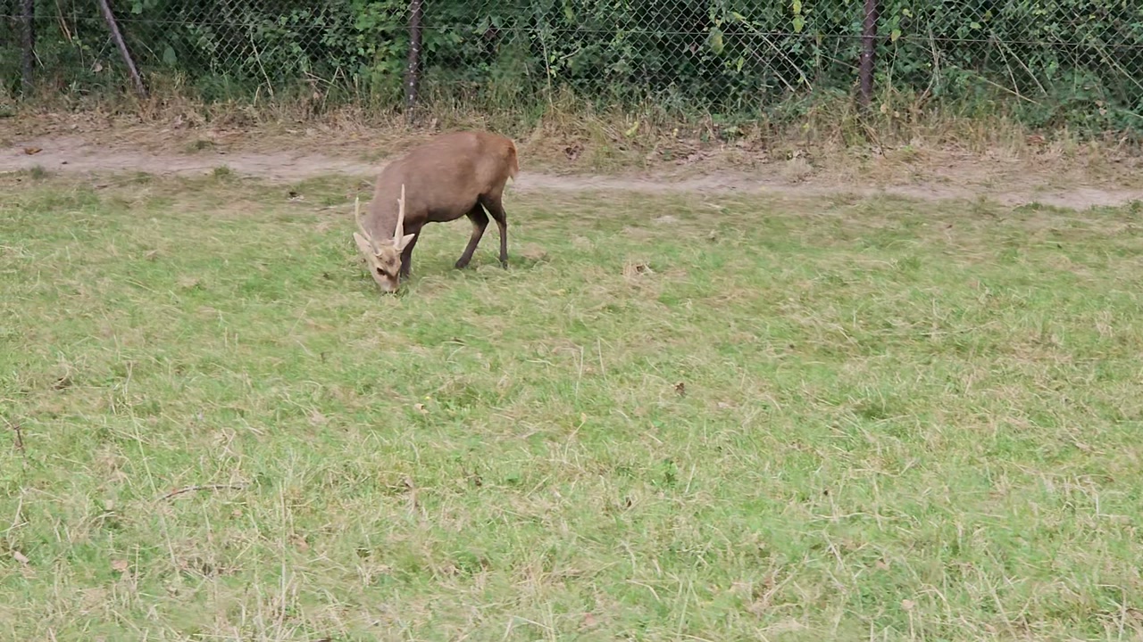 Video 1. 9. 2024 12:49