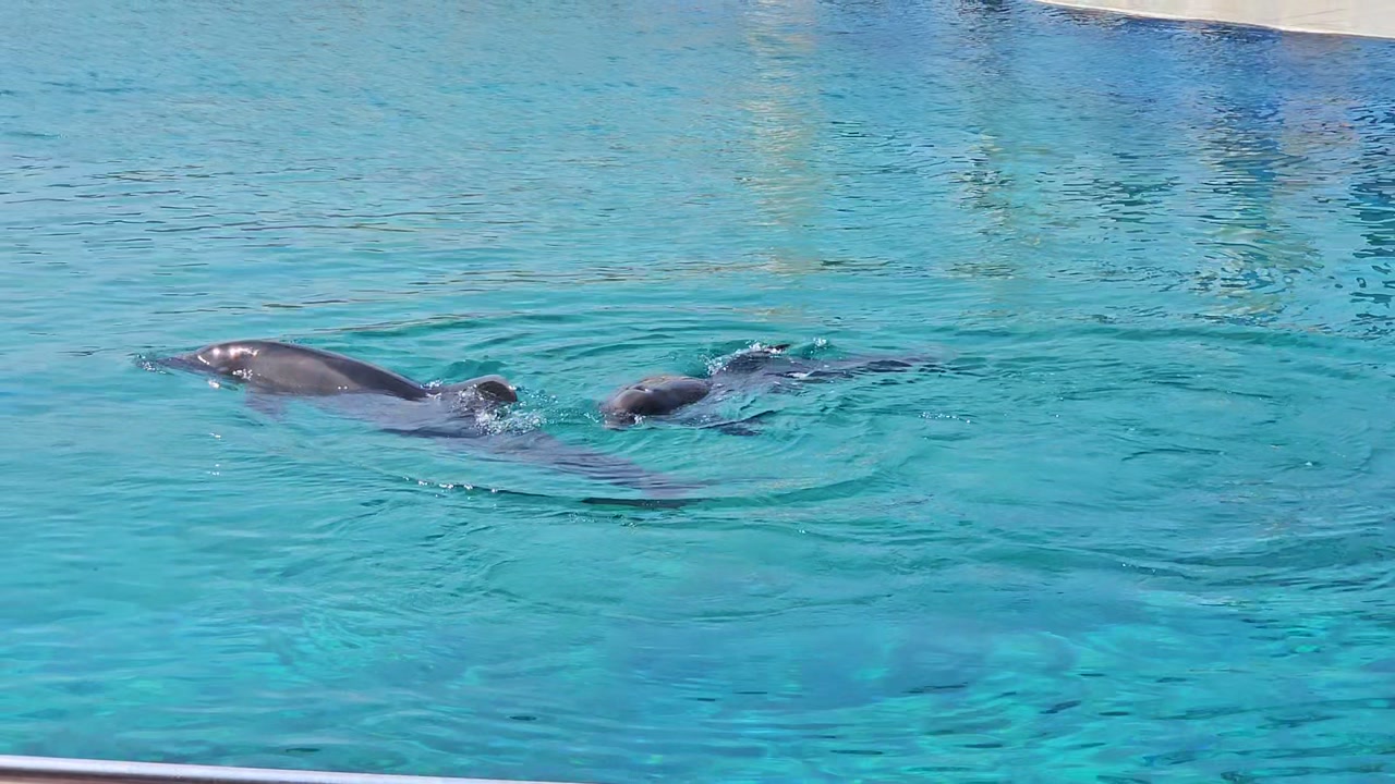 Video 10. 7. 2024 10:13