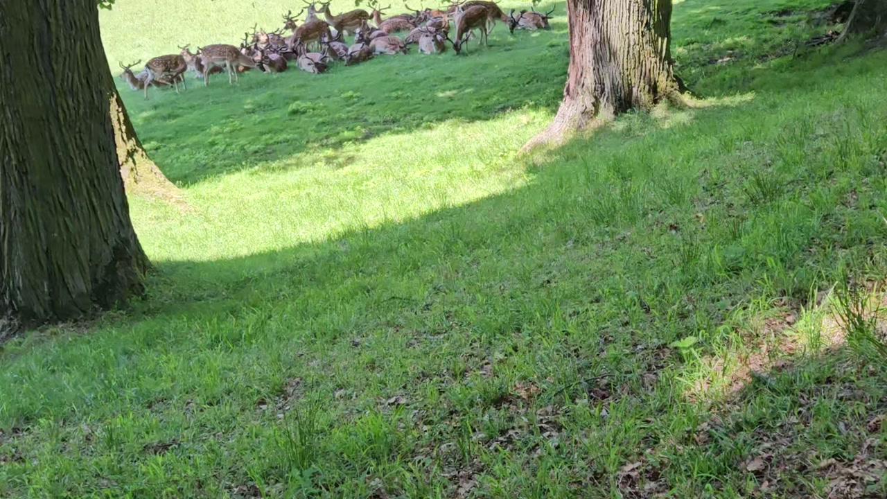 Video 14. 6. 2025 12:40