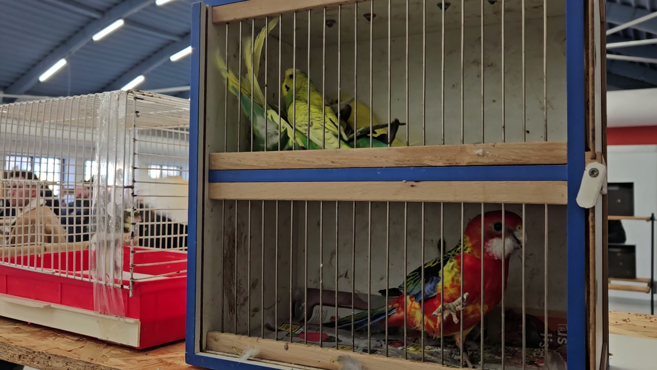 Video 23. 2. 2025 08:53