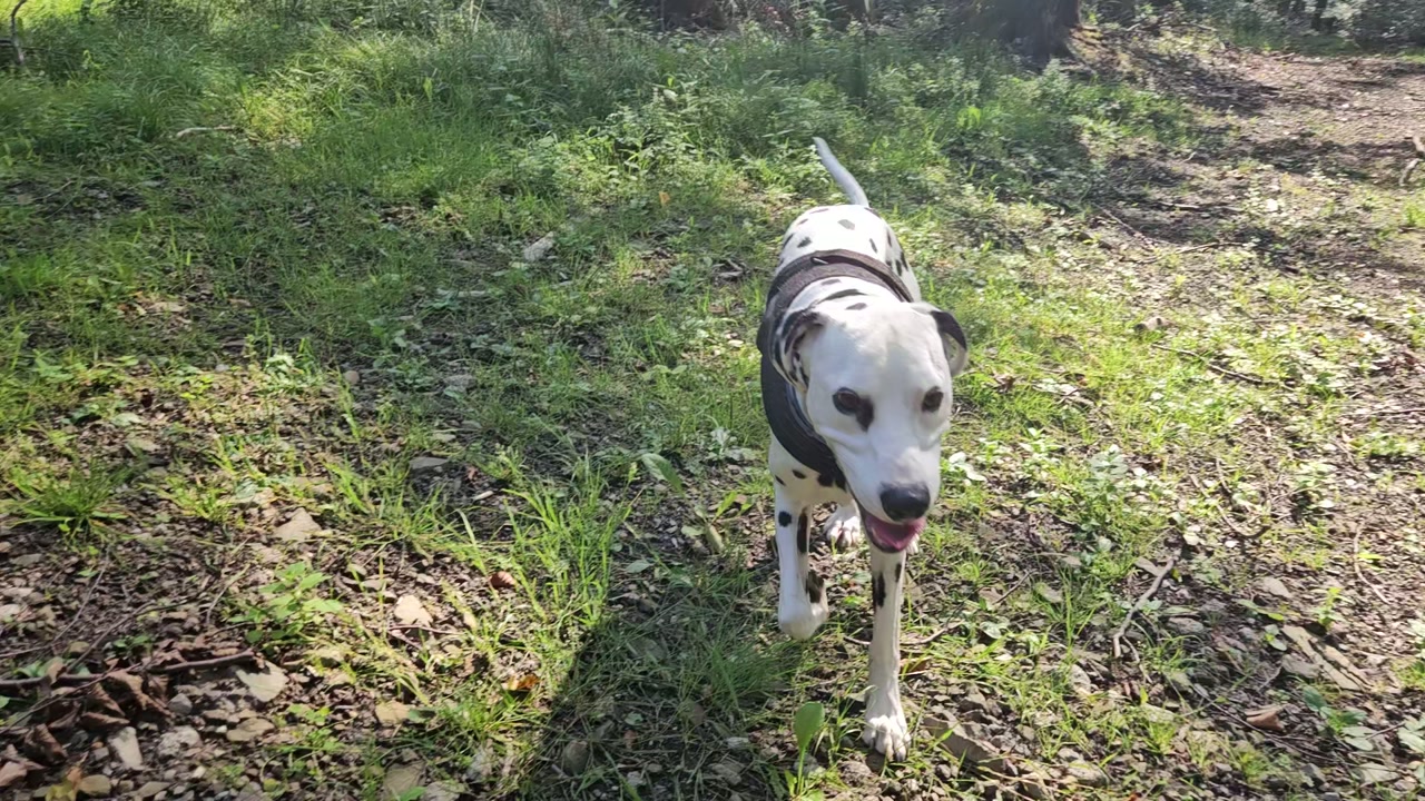 Video 24. 8. 2024 08:59