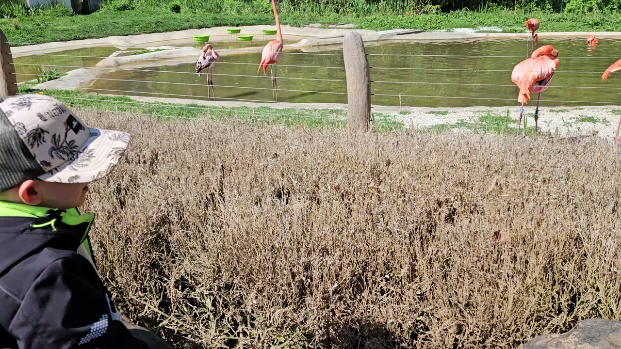 Video 26. 4. 2025 14:26