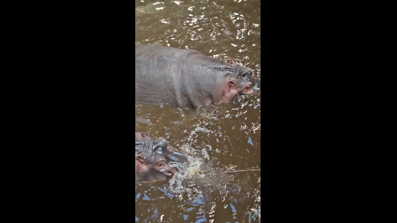 Video 26. 4. 2025 15:17