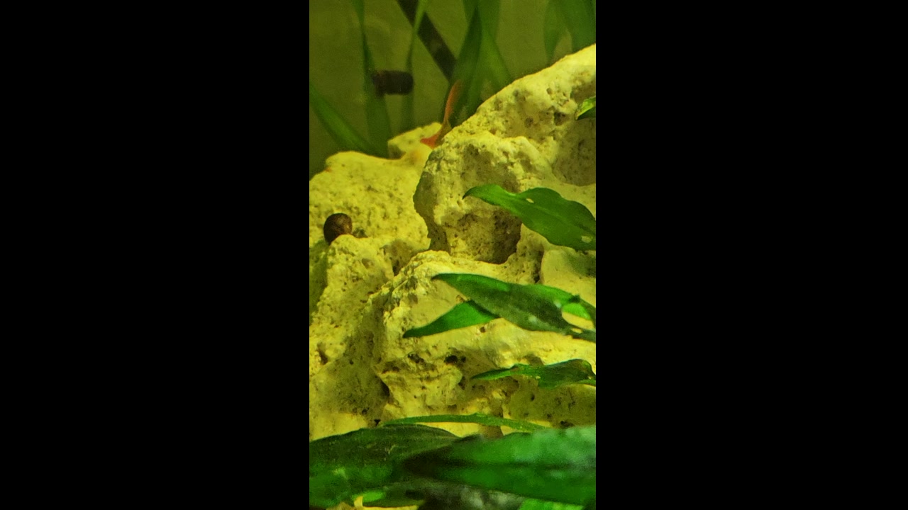 Video 4. 1. 2025 20:02