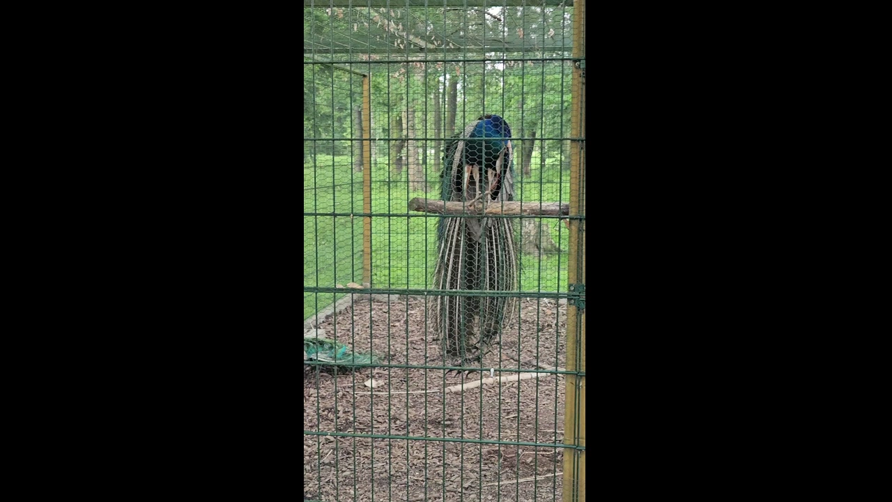 Video 7. 6. 2025 14:05