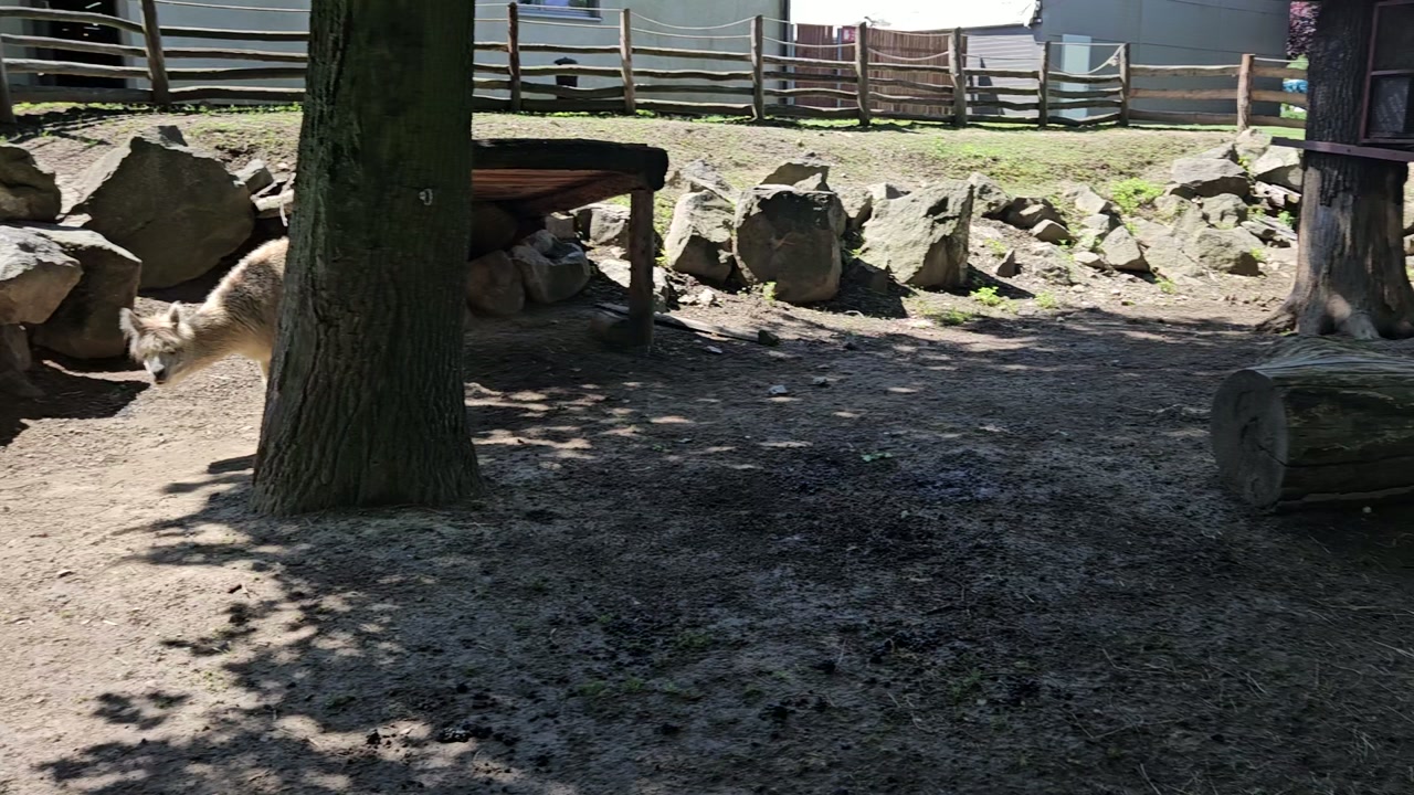 Video 8. 6. 2024 11:08